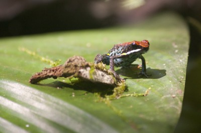 ecuatorian-poison-dart-frog.jpg