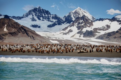 colonie-manchots-royaux_plage-montagne_standrews-bay_southgeorgia_antarctiquestudioponant-clement-l.jpg